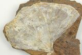 Fossil Ginkgo Leaf From North Dakota - Paleocene #198441-1